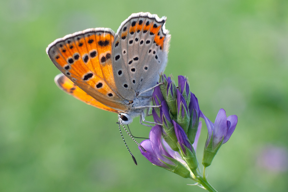 Lycaena thersamon - kis tűzlepke