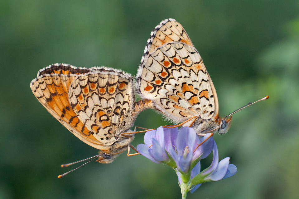 Melitaea phoebe - nagy tarkalepke