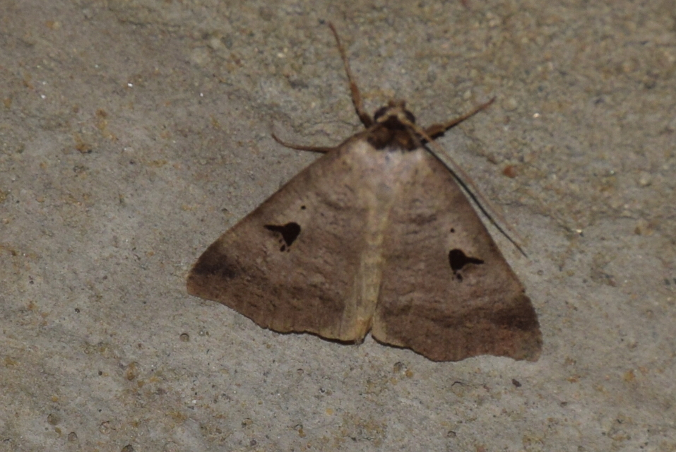 Lygephila pastinum - közönséges csüdfűbagoly