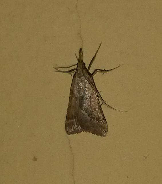 Synaphe punctalis - hosszúlábú fényilonca