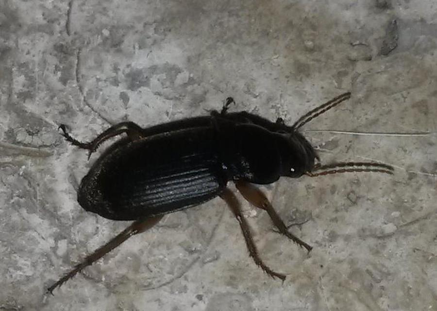 Harpalus rufipes - nagy selymesfutó