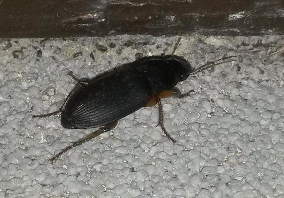 Harpalus rufipes - nagy selymesfutó