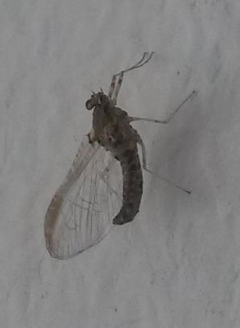 Cloeon dipterum - elevenszülő kérész