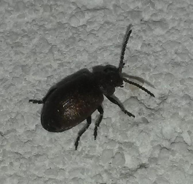 Galeruca