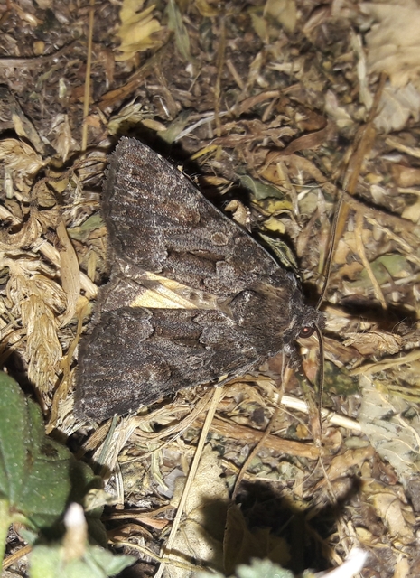 Thalpophila matura - fakó erdeibagoly
