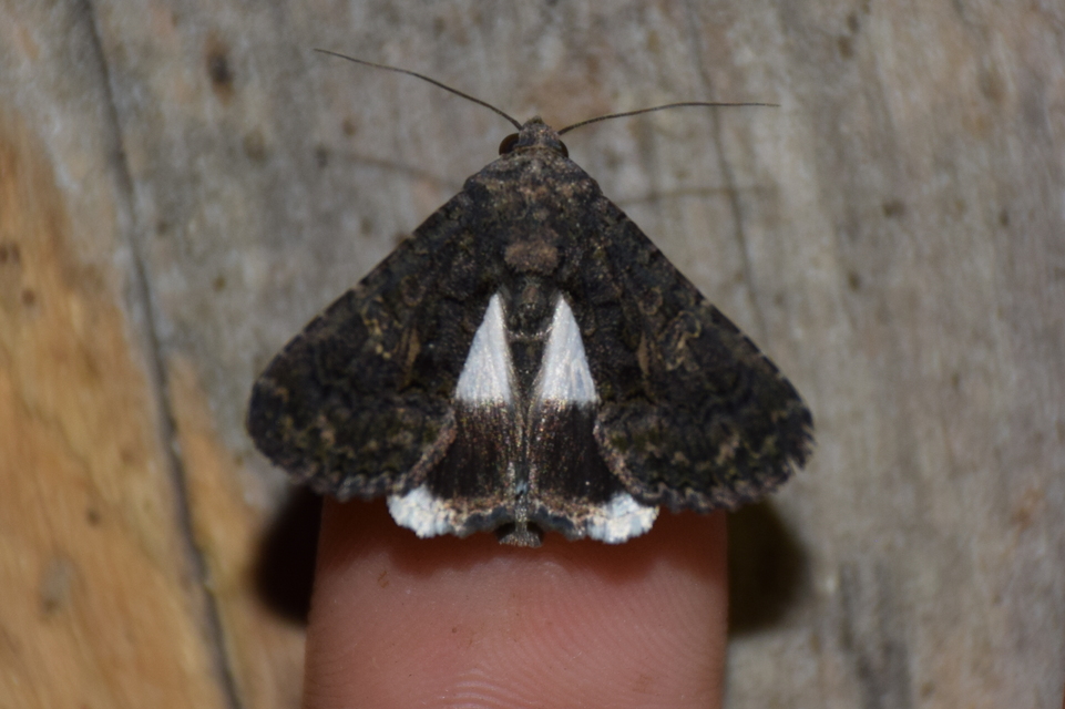 Anophia leucomelas - déli folyófűbagoly