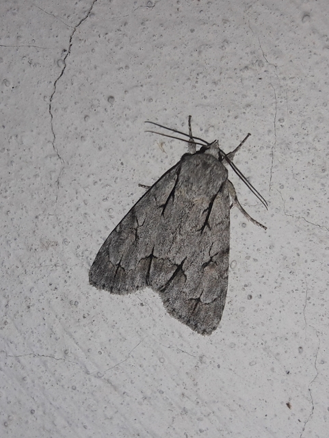 Acronicta cuspis/tridens/psi