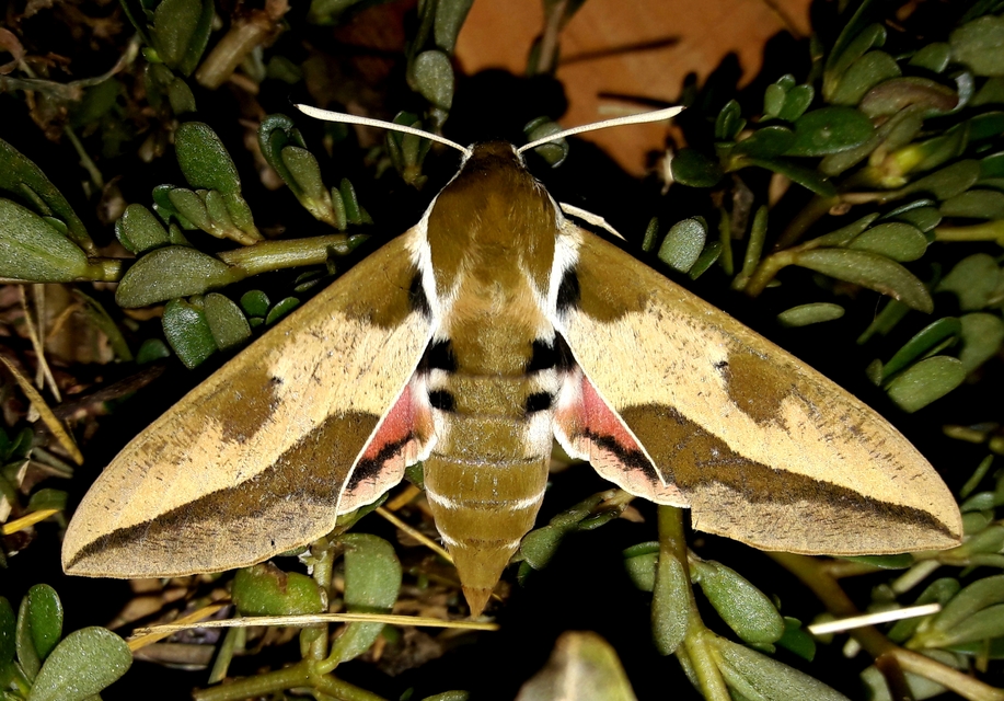 Hyles euphorbiae - kutyatejszender