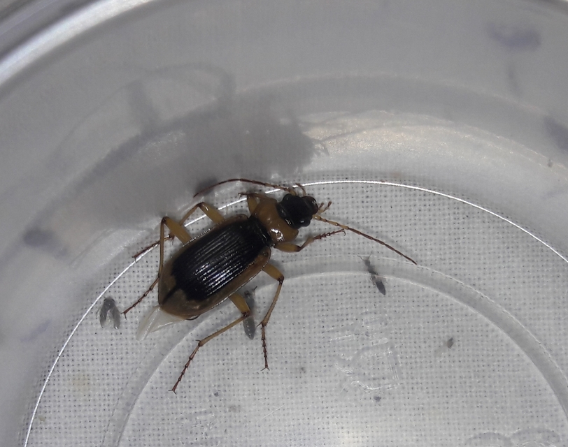 Nebria livida - szegélyes partfutó