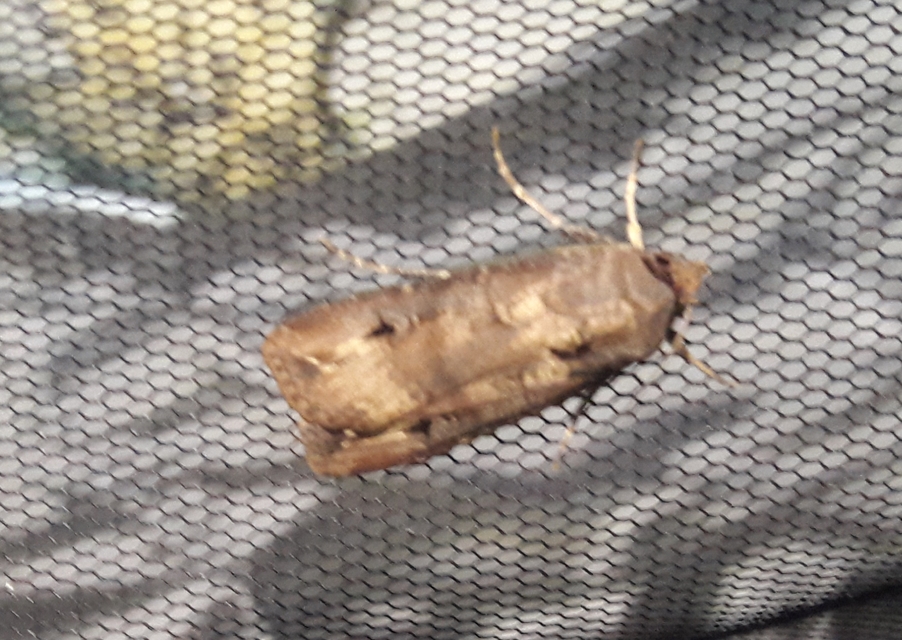 Agrotis ipsilon - nagy földibagoly
