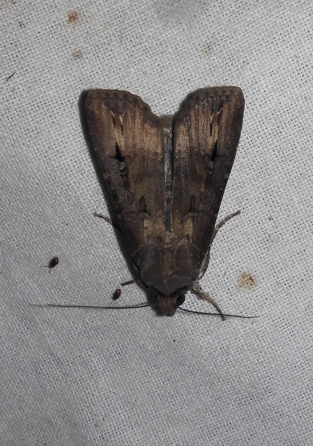 Agrotis ipsilon - nagy földibagoly