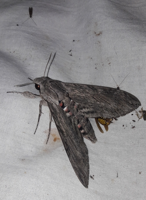 Agrius convolvuli - szulákszender