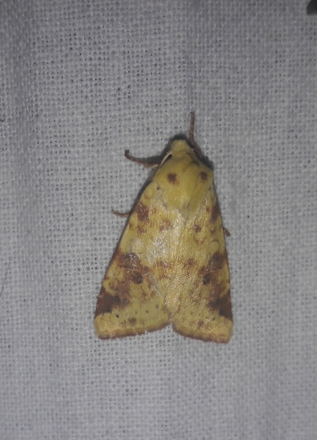Cirrhia icteritia - nyárfa-sárgabagoly