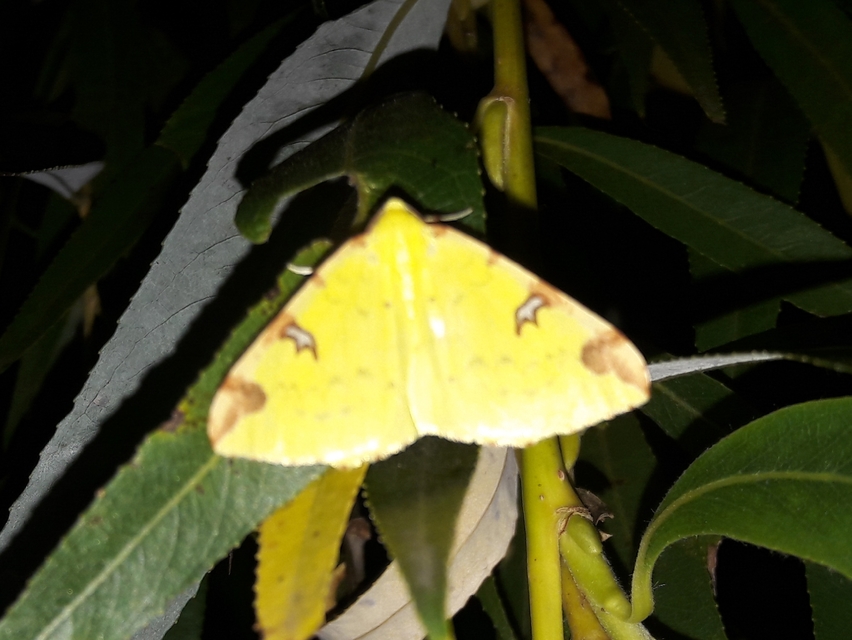 Opisthograptis luteolata - citromsárga araszoló