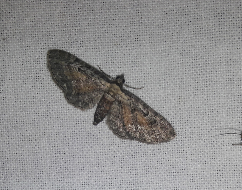 Eupithecia icterata - rozsdafoltos törpearaszoló