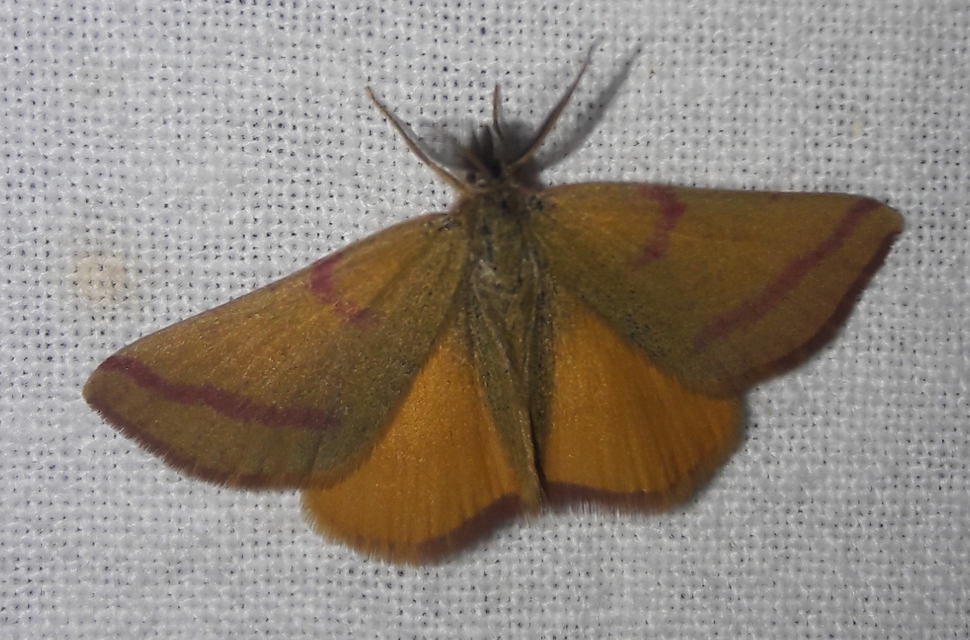 Lythria purpuraria - bíborsávos araszoló