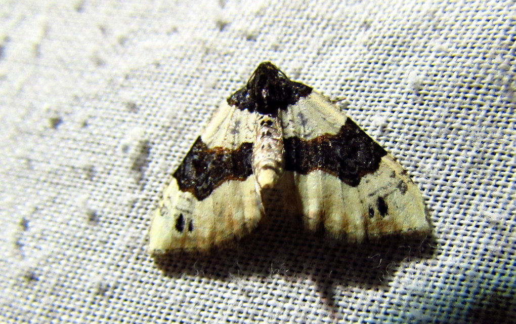 Cosmorhoe ocellata - szemes galajaraszoló