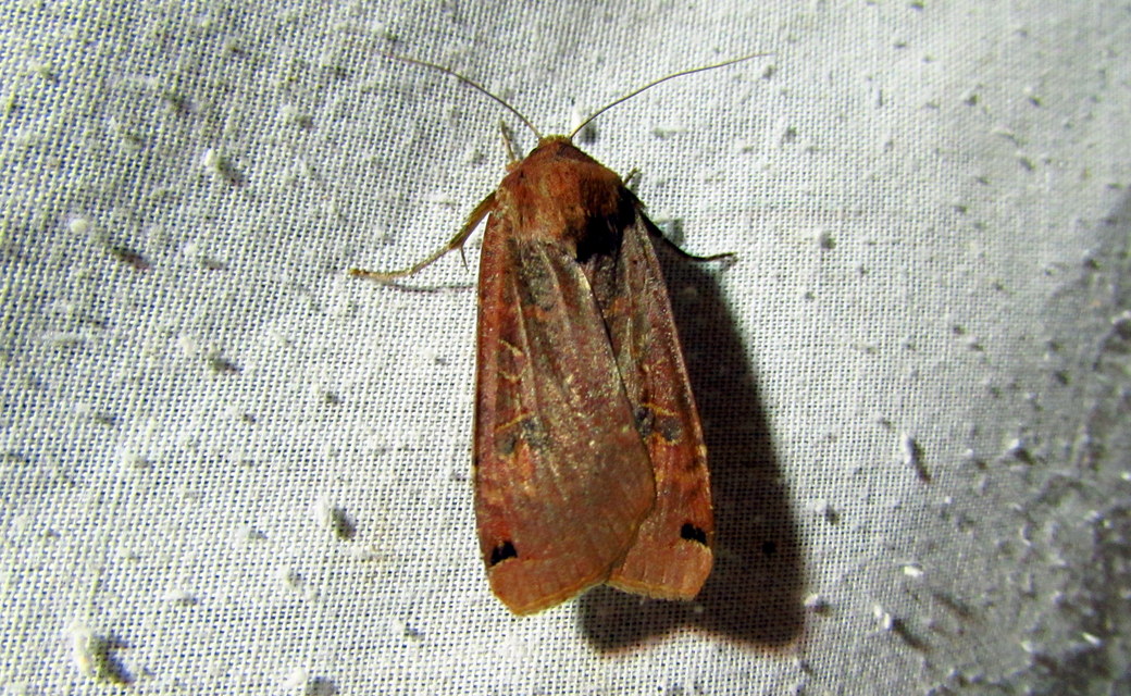 Noctua pronuba - nagy sárgafűbagoly