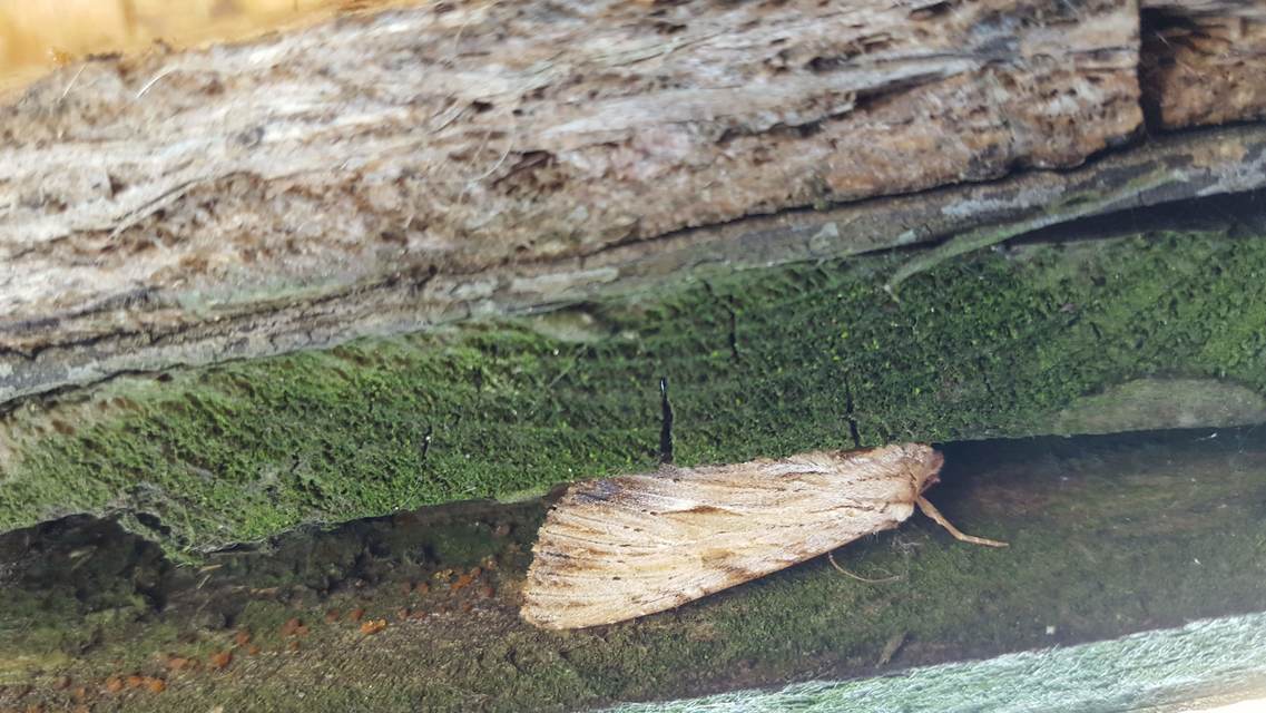 Apamea lithoxylaea - fakó dudvabagoly