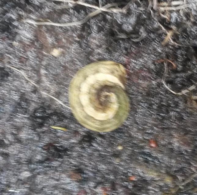 Mamestra brassicae - káposztabagoly