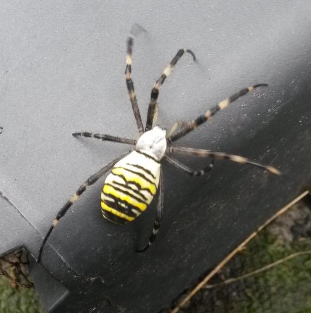 Argiope bruennichi - darázspók