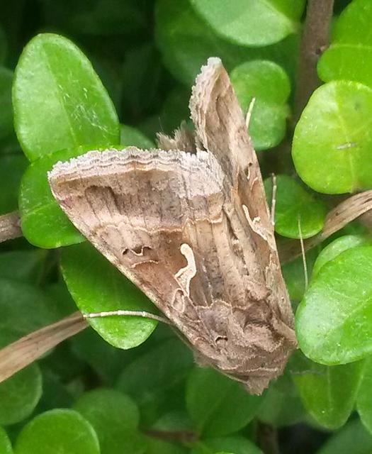 Autographa gamma - gammalepke