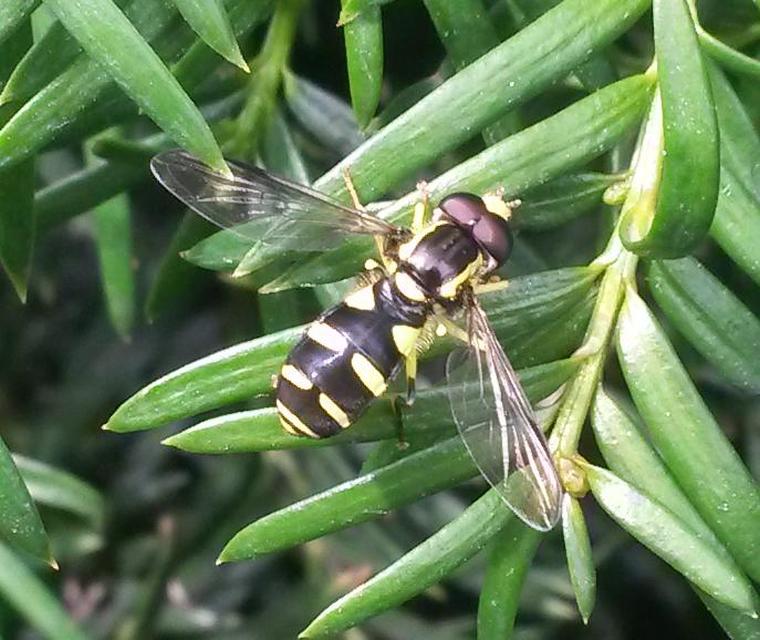 Xanthogramma