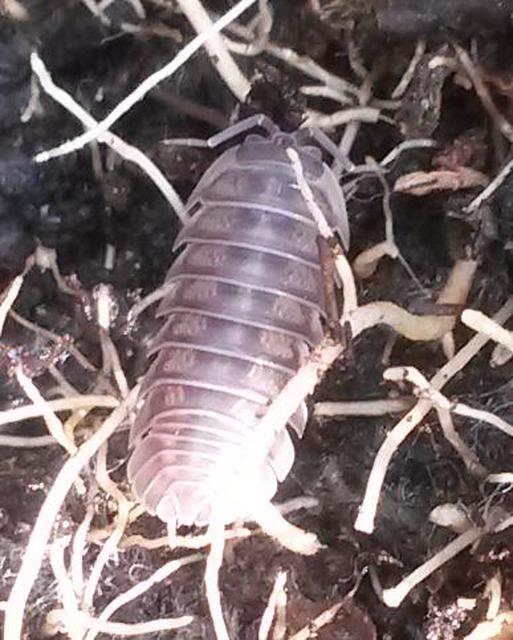 Armadillidium nasatum - üvegházi gömbászka