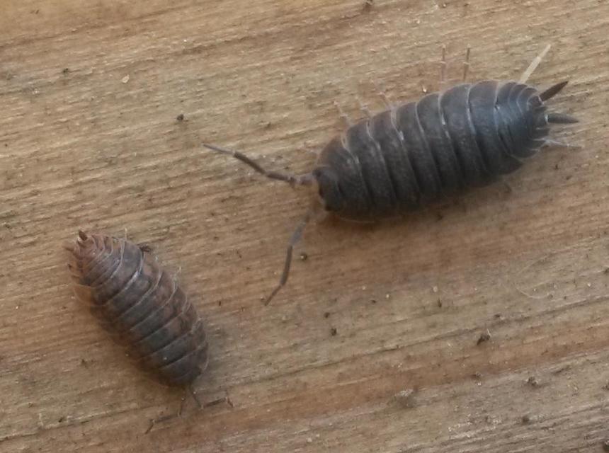 Porcellio scaber - érdes pinceászka