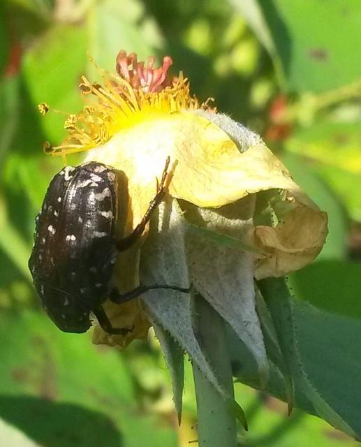 Oxythyrea funesta - sokpettyes virágbogár