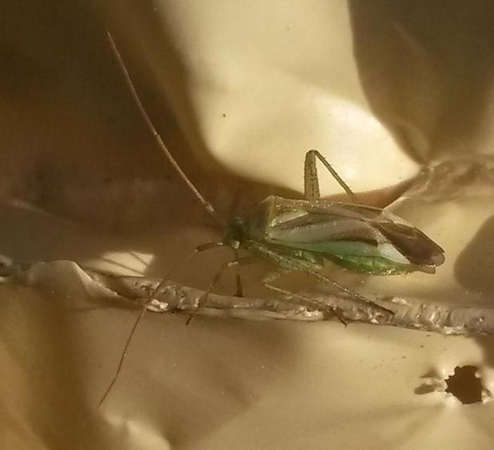 Adelphocoris lineolatus - lucernapoloska
