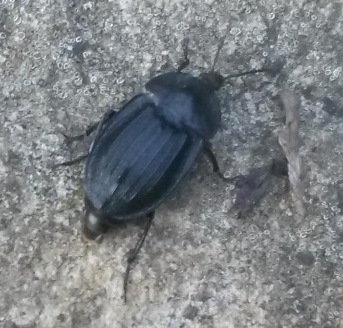 Phosphuga atrata - bordás csigarabló