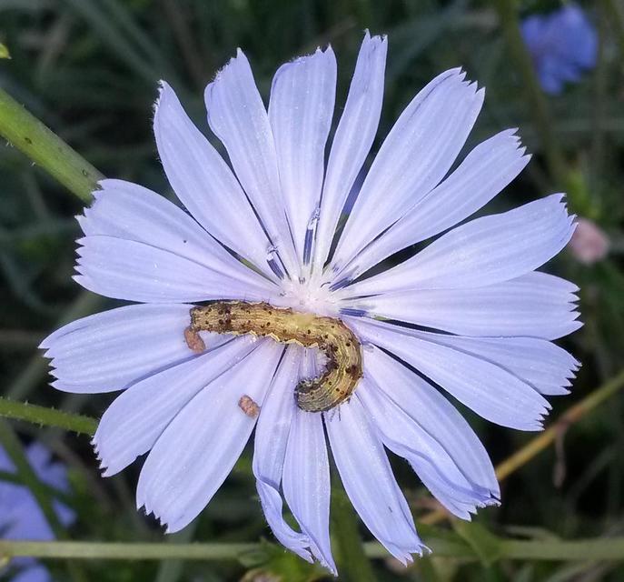 Helicoverpa armigera - kukorica-veteménybagoly