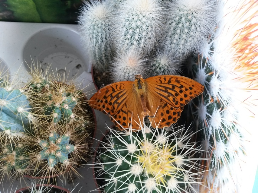 Argynnis paphia - nagy gyöngyházlepke