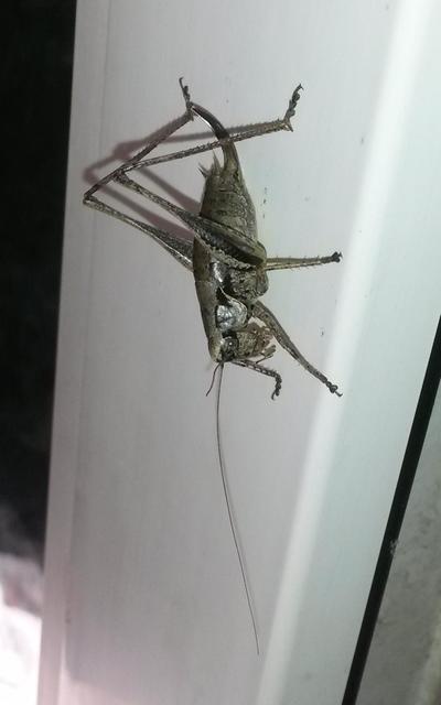 Pholidoptera griseoaptera - szürke avarszöcske