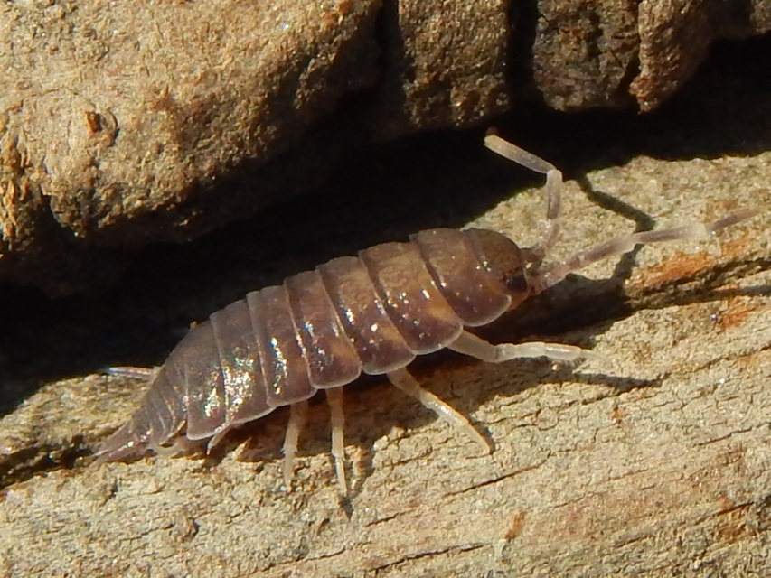 Porcellionides pruinosus - hamvas ászka Porcellionides pruinosus - hamvas ászka