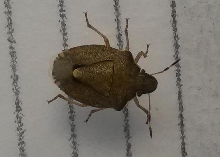 Peribalus strictus - tavaszi címerespoloska Peribalus strictus - tavaszi címerespoloska