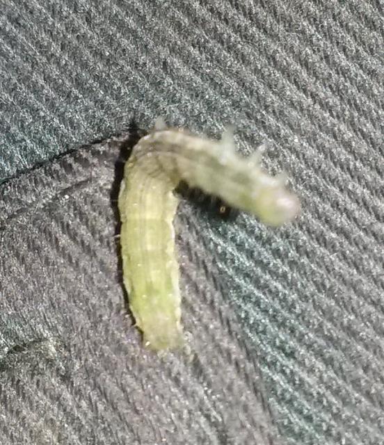 Helicoverpa armigera - kukorica-veteménybagoly