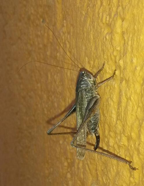Platycleis grisea - szürke rétiszöcske