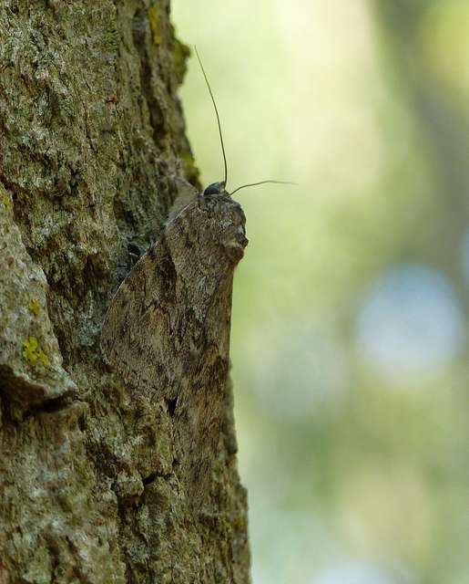 Catocala nupta - piros övesbagoly