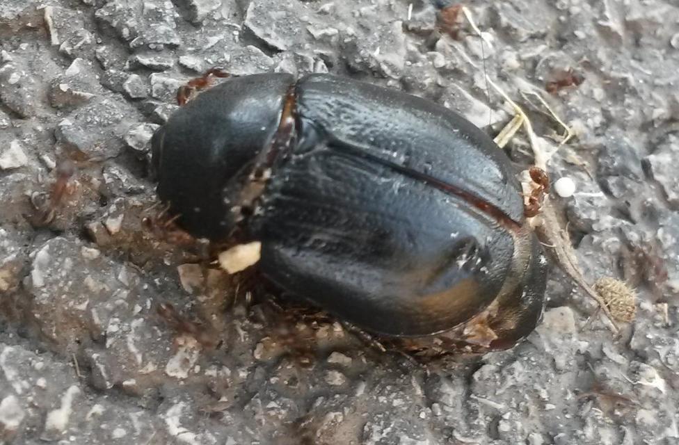 Pentodon idiota - butabogár