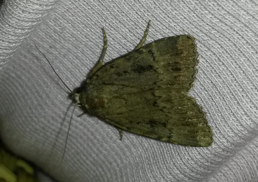 Amphipyra berbera/pyramidea
