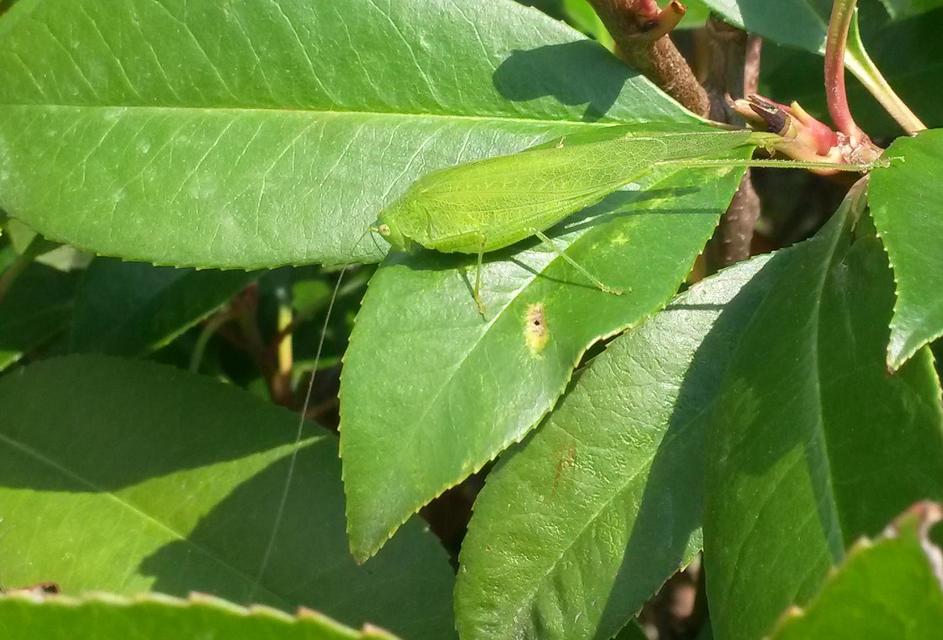Phaneroptera