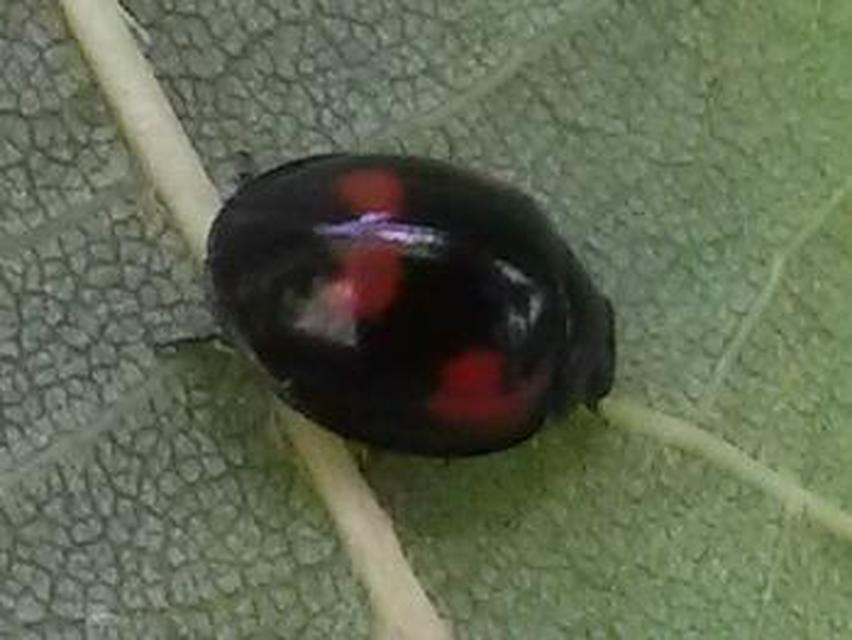 Exochomus quadripustulatus - négyfoltos szerecsenkata