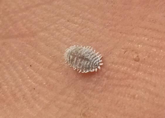 Pseudococcidae