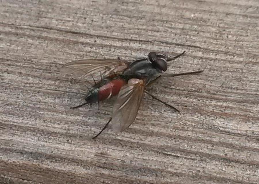 Mintho rufiventris