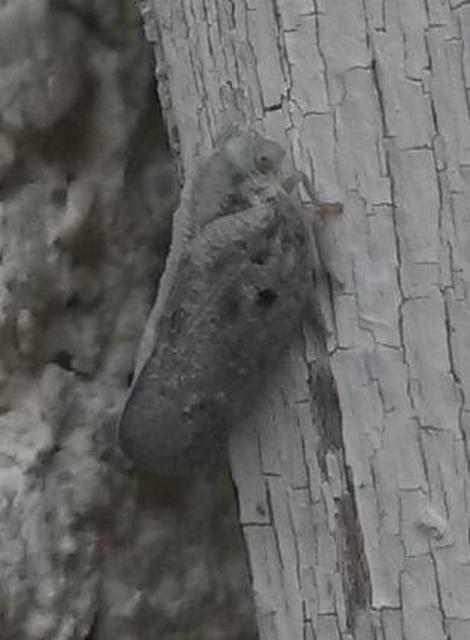 Metcalfa pruinosa - amerikai lepkekabóca