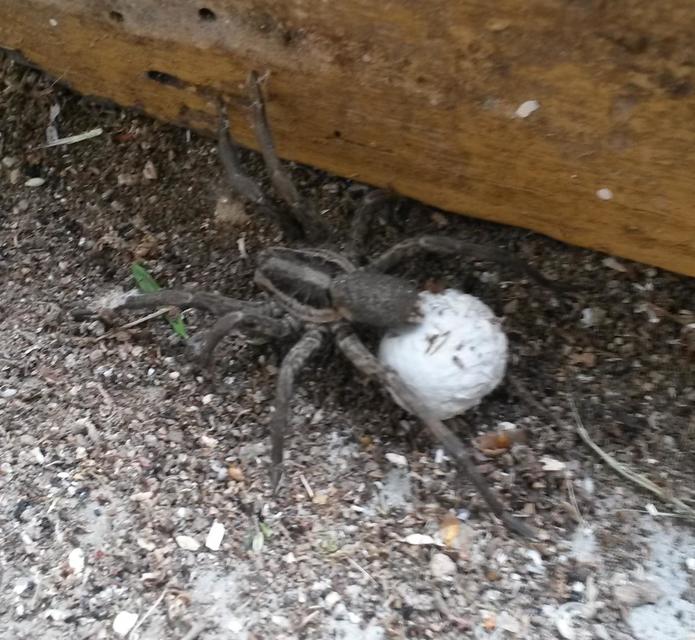 Hogna radiata - réti farkaspók