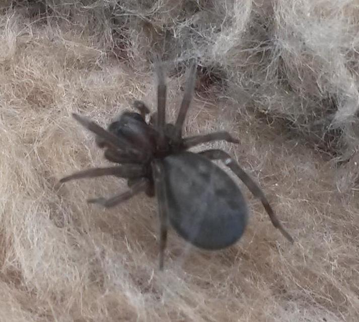 Amaurobius