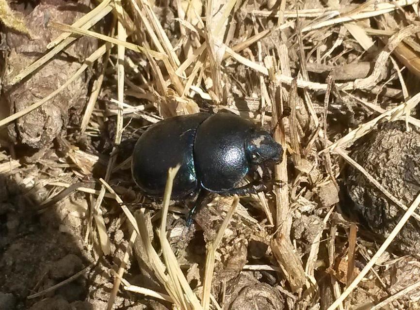 Trypocopris vernalis - tavaszi álganéjtúró
